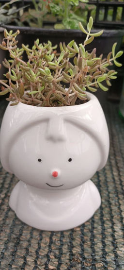 Крассула Гумберта в керамическом кашпо Девочка