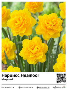 Нарцисс Heamoor (Махровый)