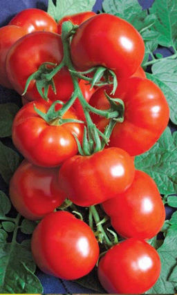 Томат БАЛЛАДА Об этом сорте можно писать баллады! Плодоношение очень дружное, созревает целыми кистями!