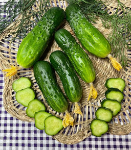 Огурец КОМАРИК F1 коллекция Татьяны Штайнерт Авторская селекция - Уральский дачник фото 3