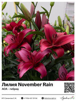 Лилия November Rain (АОА-гибрид)