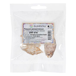 Blumentag / Zlatka DRF-016 Ракушки морские 3 шт. 6.3 см Strombus Aurisdiane Asstd  фото 3
