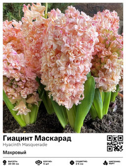 Гиацинт Маскарад (Махровый)
