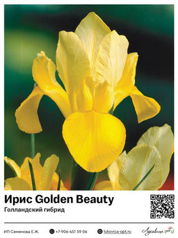 Ирис Golden Beauty (Голландский гибрид)