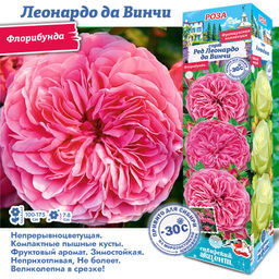 Роза Леонардо да Винчи (Флорибунда) 1шт