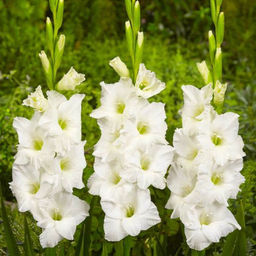 ГЛАДИОЛУС Софи Разбор 10/12 Кол-во упак., шт 8