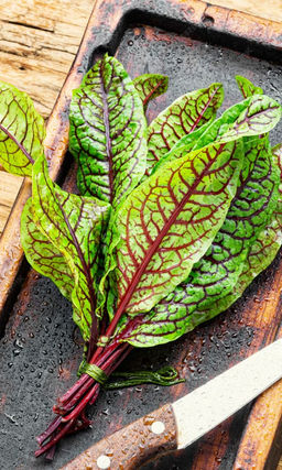 Щавель КРОВАВАЯ МЕРИ  Украшенье для стола и клумбы! Декоративен и вкусен!