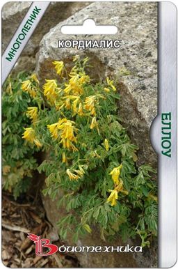 Кордиалис (Хохлатка) Еллоу