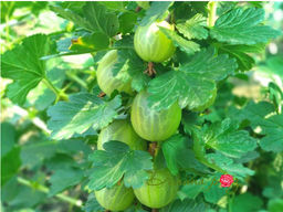 Крыжовник Донецкий крупноплодный - Долина роз фото 3