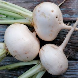 Репа РУССКИЙ ДЕЛИКАТЕС  Выдающиеся вкусовые качества! - Уральский дачник фото 3