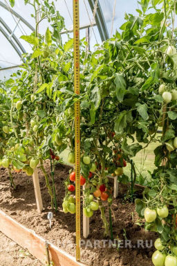 Томат Шпинель - Партнер фото 4