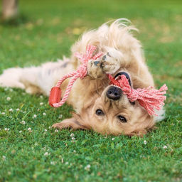 Игрушка канатная с жевательными элементами Зубочистка, 45 см, микс цветов - Пижон фото 7