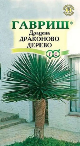 Драцена Драконово Дерево 3шт. (Гавриш)
