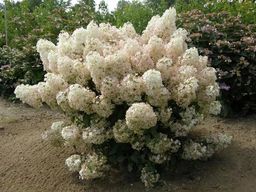 Гортензия метельчатая Бобо (С3)