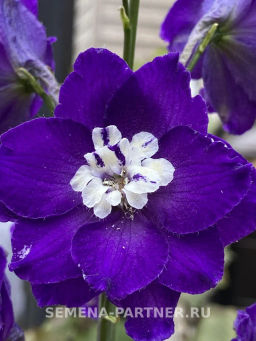 Дельфиниум Перпл Пейшен - Партнер фото 8