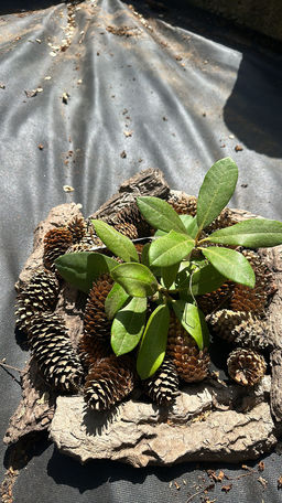 Рододендрон Фантастика