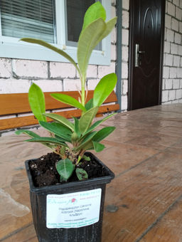 Рододендрон Каролина Альбрук