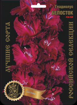 Гладиолус Белосток 1941 458/468,Фотин 1 р-р 7шт (Ф)