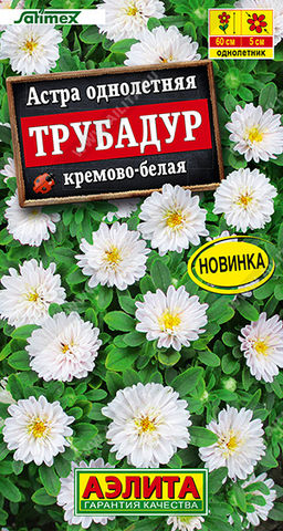 Астра Трубадур кремово-белая