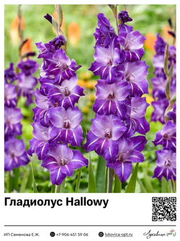 Гладиолус Hallowy