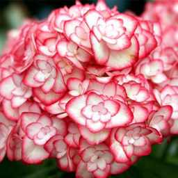 Гортензия крупнолистная Мисс Саори - 7цветов фото 2