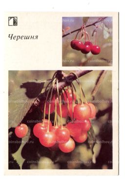 Открытка Черешня