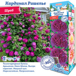 Роза Кардинал Ришелье (Шраб) 1шт