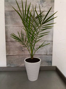 Пальма финиковая, горшок P9-D10