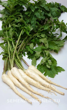 Пастернак Лучший из всех - Партнер фото 3