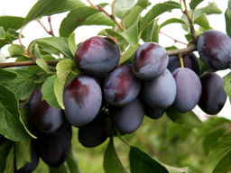 Слива Венгерка обыкновенная
