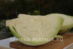 Капуста белокочанная позднеспелая Дублер - Партнер фото 6