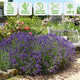 Лаванда узколистная