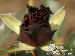 Роза Блэк Баккара - Долина роз фото 4