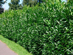 Лавровишня обыкновенная кавказская - Долина роз фото 2