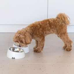 Лего-миска для животных 0,3л (с металлической чашей) ALTA (белый) М9155