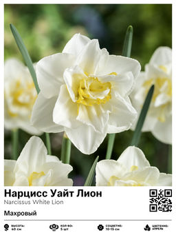 Нарцисс Уайт Лион (Махровый)