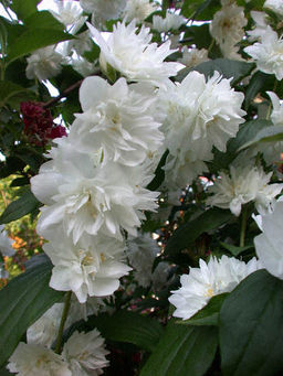 Чубушник Шнеештурм