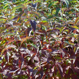 Дерен белый Ред Гном Р13