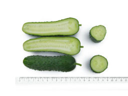 Огурец партенокарпический Шторм - Партнер фото 8