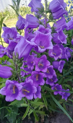 Колокольчик средний СИМФОНИЯ СИНЯЯ