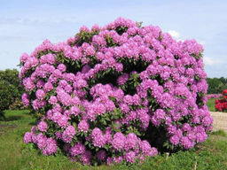 Рододендрон Катевбинский Грандифлорум - Долина роз фото 2