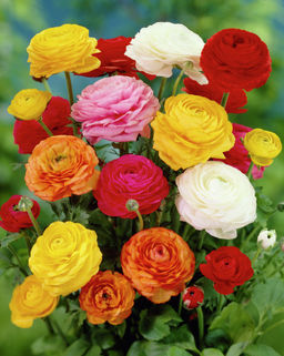 РАНУНКУЛЮС Махровый Микс Разбор 6/7 Кол-во упак., шт 10