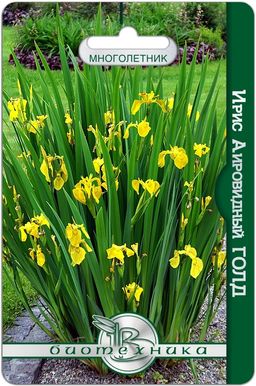 Ирис аировидный Голд