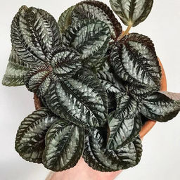 Пилея Норфолк, горшок 0, 3 л