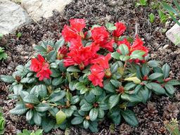 Рододендрон Scarlet Wonder (Скарлет Вондер) - Долина роз фото 3