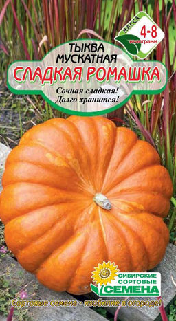 Сладкая ромашка тыква 5 шт (ссс)