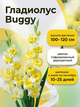 Гладиолус Buggy - Голландские луковицы фото 4