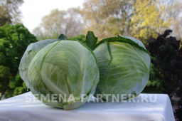 Капуста белокочанная позднеспелая Килатон - Партнер фото 4