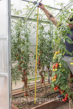 Томат Черри Миднайт - Партнер фото 7