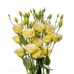 37faef83f9ae56446aec9702cce2a040ecuw7f8b0m7blnci2